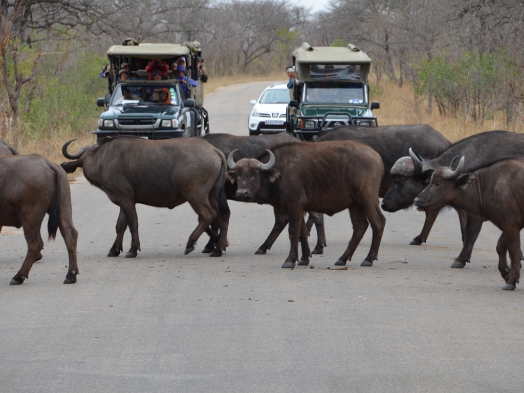 2016 10 : South Africa